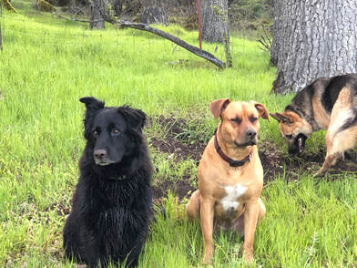 The dog guardians on alert